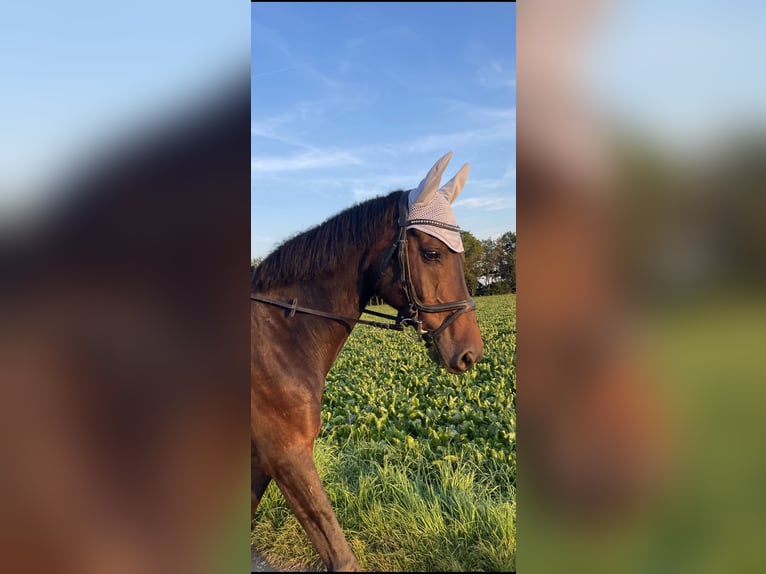 Koń wirtemberski Wałach 12 lat 178 cm Ciemnogniada in Neuss