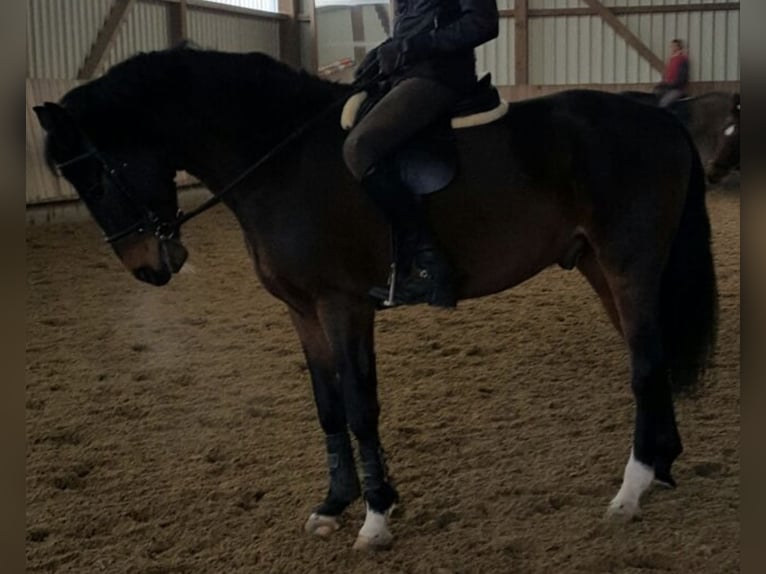 Koń wirtemberski Wałach 13 lat 168 cm Ciemnogniada in Meckenbeuren