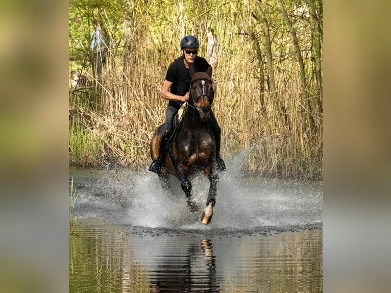 Koń wirtemberski Wałach 13 lat 168 cm Ciemnogniada in Meckenbeuren