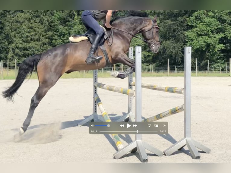 Koń wirtemberski Wałach 13 lat 168 cm Ciemnogniada in Meckenbeuren