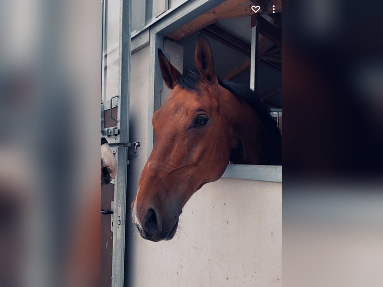 Koń wirtemberski Wałach 14 lat 164 cm Gniada in Bad Schussenried