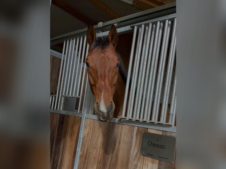 Koń wirtemberski Wałach 14 lat 164 cm Gniada in Bad Schussenried