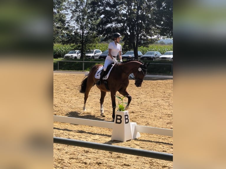 Koń wirtemberski Wałach 14 lat 164 cm Gniada in Bad Schussenried