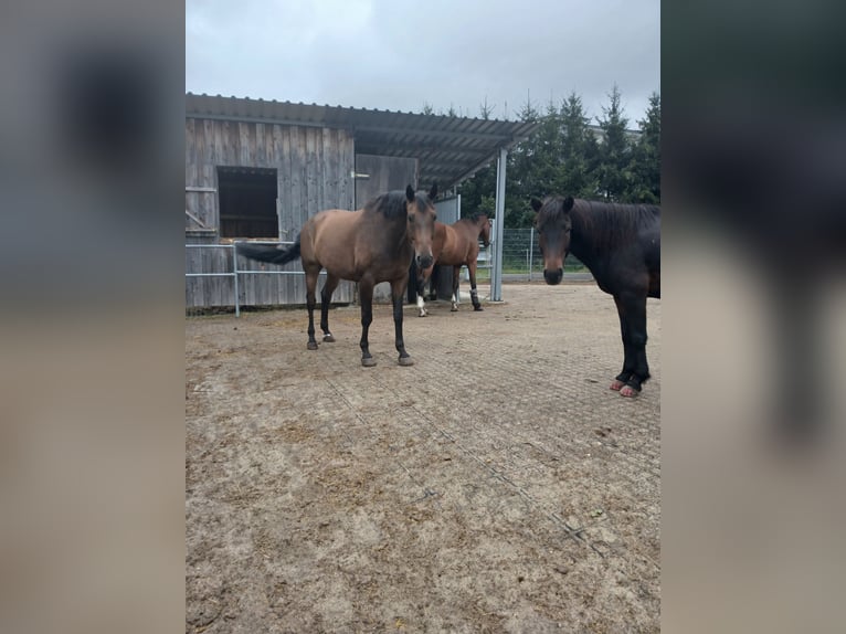 Koń wirtemberski Wałach 14 lat 170 cm in Bartholomä