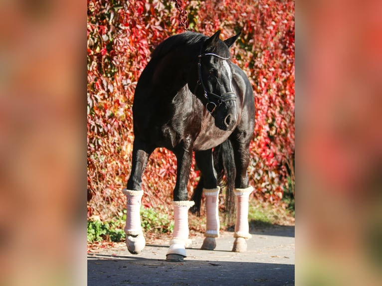 Koń wirtemberski Wałach 15 lat 167 cm Skarogniada in AltenstadtAltenstadt