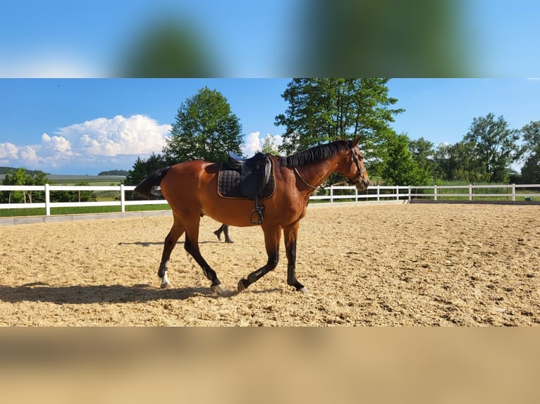 Koń wirtemberski Wałach 15 lat 168 cm Gniada in Markdorf