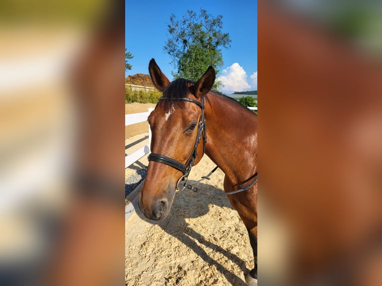 Koń wirtemberski Wałach 15 lat 168 cm Gniada in Markdorf