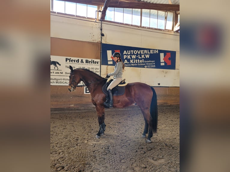 Koń wirtemberski Wałach 15 lat 172 cm Gniada in Sindelfingen