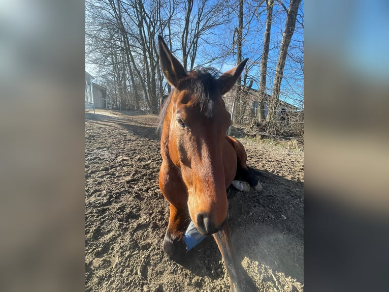 Koń wirtemberski Wałach 15 lat 176 cm in Sauerlach