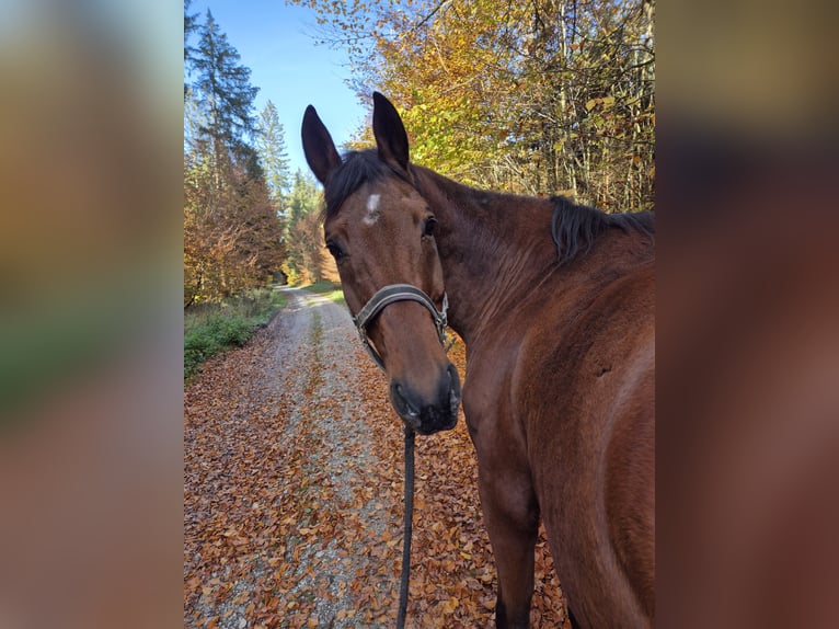 Koń wirtemberski Wałach 15 lat 176 cm in Sauerlach