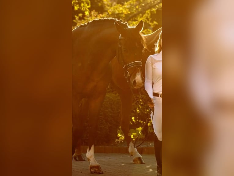 Koń wirtemberski Wałach 16 lat 164 cm Ciemnogniada in Minden