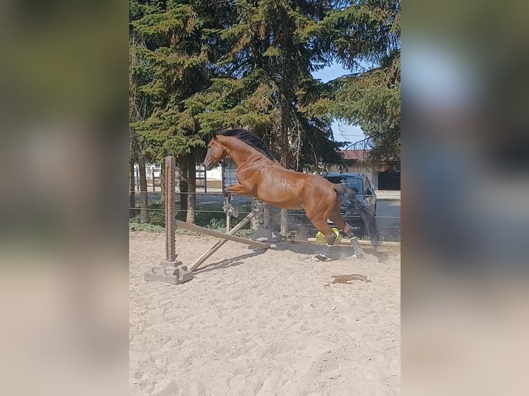 Koń wirtemberski Wałach 16 lat 164 cm Gniada in Offenburg