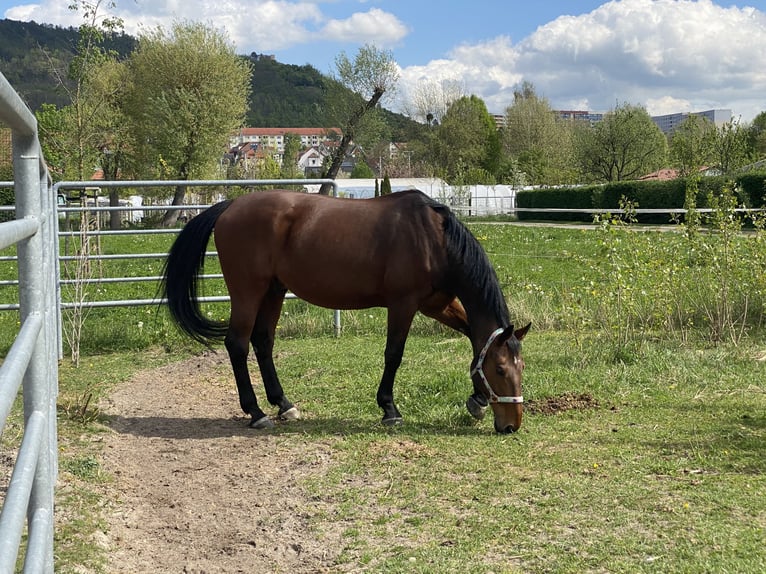 Koń wirtemberski Wałach 16 lat 170 cm Gniada in Jena