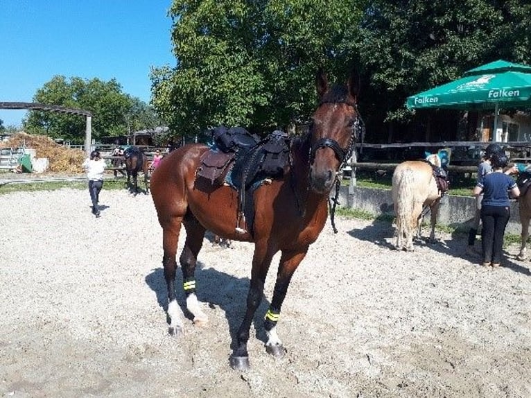 Koń wirtemberski Wałach 16 lat 172 cm Gniada in Konstanz