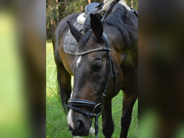 Koń wirtemberski Wałach 18 lat 165 cm Ciemnogniada in Abenberg