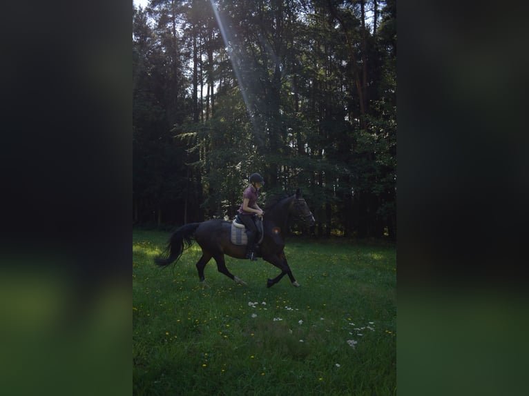 Koń wirtemberski Wałach 18 lat 165 cm Ciemnogniada in Abenberg