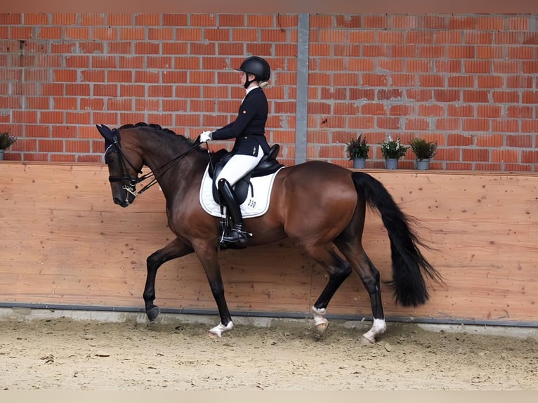 Koń wirtemberski Wałach 18 lat 165 cm Gniada in Kerken