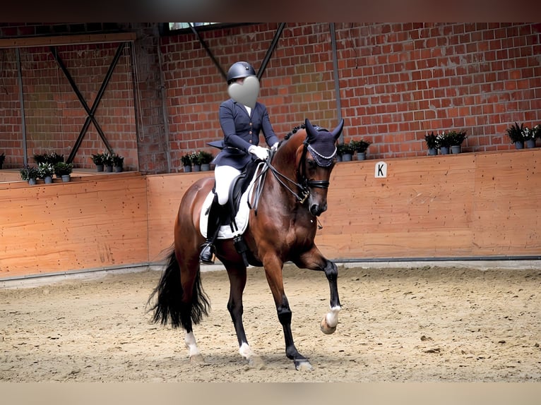 Koń wirtemberski Wałach 18 lat 165 cm Gniada in Kerken