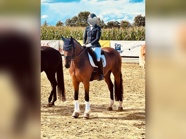 Koń wirtemberski Wałach 18 lat 165 cm Gniada in Kerken