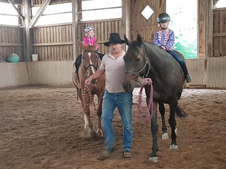 Koń wirtemberski Wałach 18 lat 167 cm Skarogniada in Stödtlen