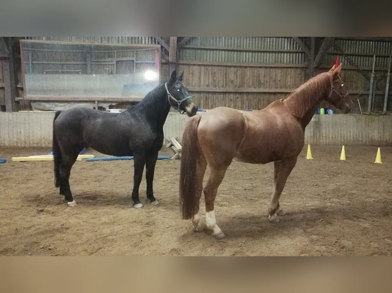 Koń wirtemberski Wałach 18 lat 167 cm Skarogniada in Stödtlen