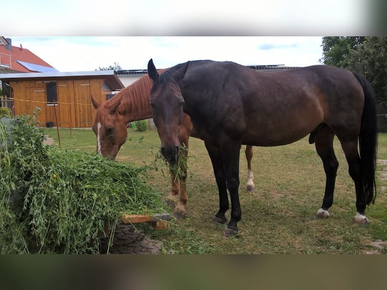 Koń wirtemberski Wałach 18 lat 167 cm Skarogniada in Stödtlen