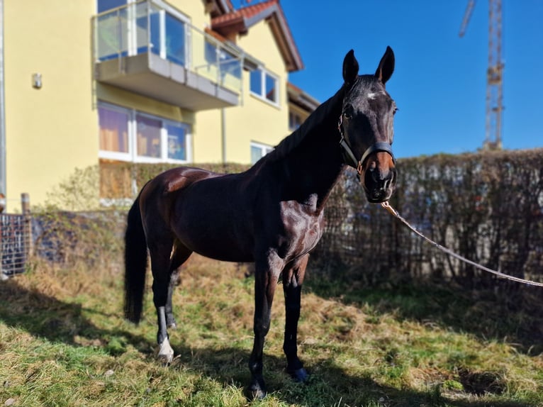 Koń wirtemberski Wałach 18 lat 173 cm Gniada in Lorsch