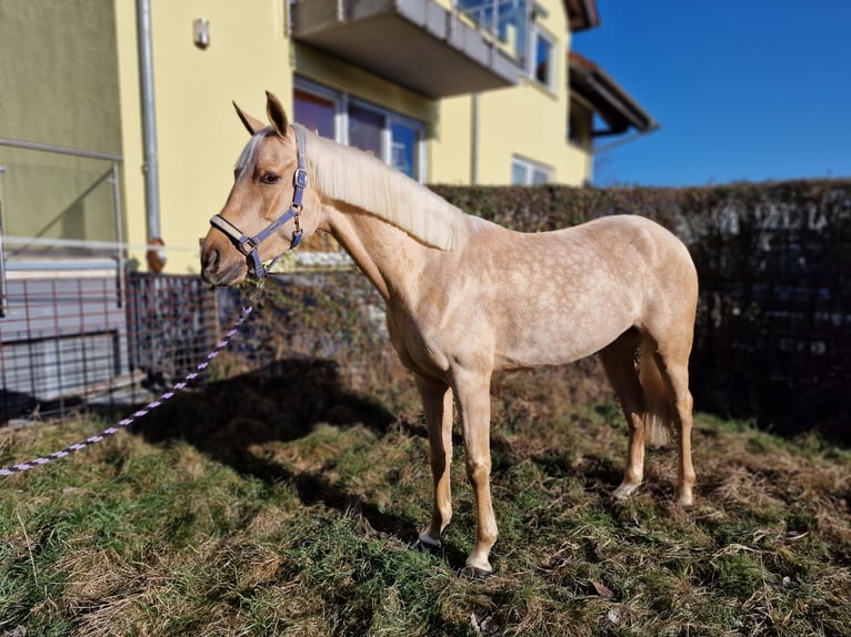 Koń wirtemberski Wałach 19 lat 173 cm Gniada in Lorsch