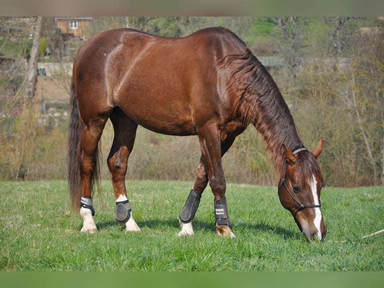 Koń wirtemberski Mix Wałach 20 lat 168 cm Ciemnokasztanowata in Leonberg
