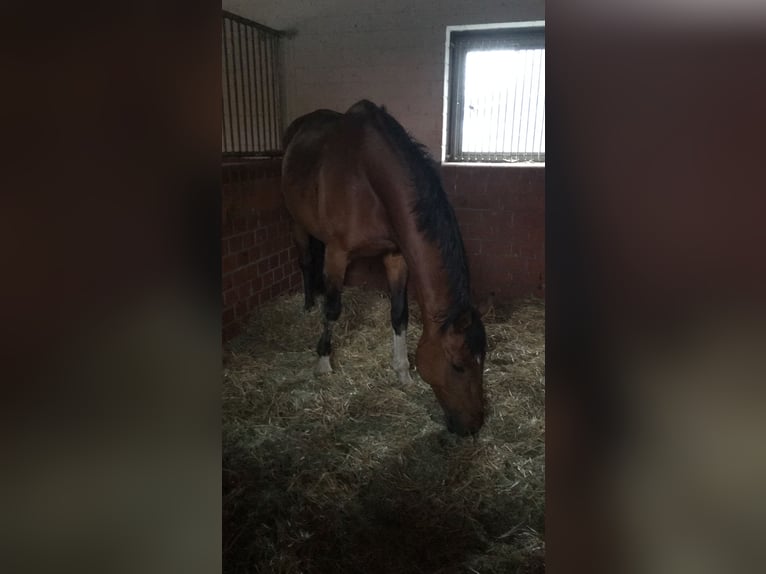 Koń wirtemberski Wałach 24 lat 165 cm Gniada in Berne