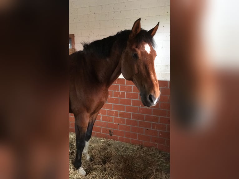 Koń wirtemberski Wałach 24 lat 165 cm Gniada in Berne