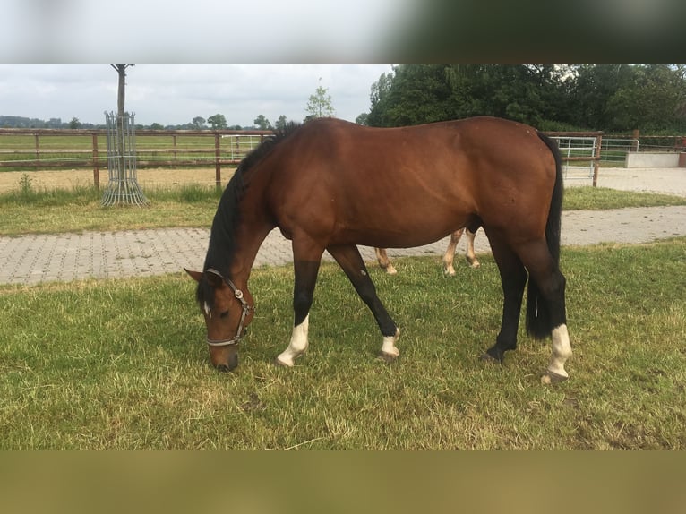 Koń wirtemberski Wałach 24 lat 165 cm Gniada in Berne