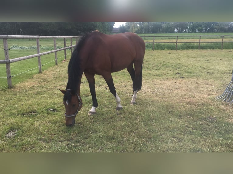 Koń wirtemberski Wałach 24 lat 165 cm Gniada in Berne