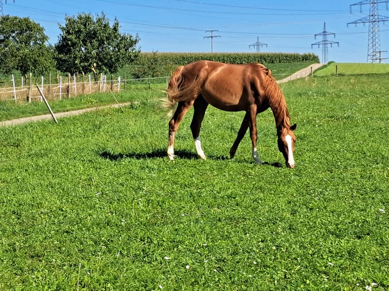 Koń wirtemberski Wałach 3 lat 165 cm Kasztanowata in LeonbergLeonberg