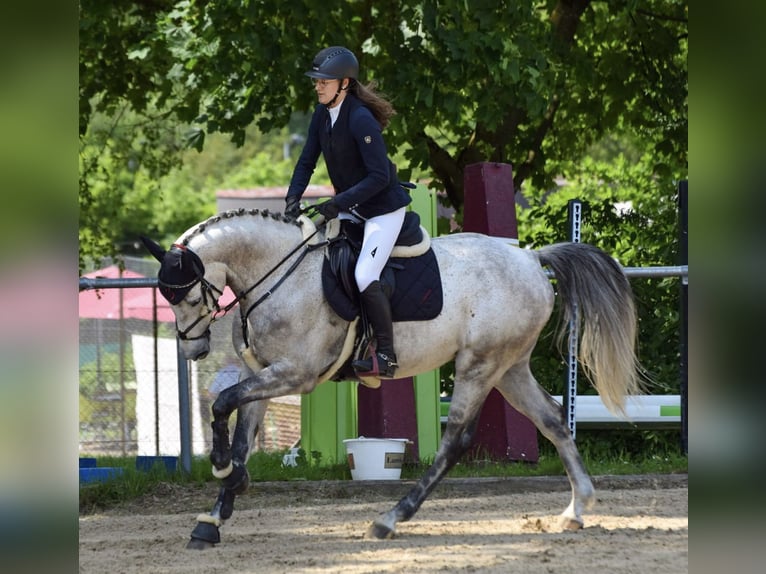 Koń wirtemberski Wałach 7 lat 165 cm Siwa in Weingarten