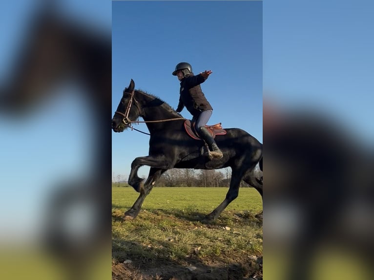 Koń wschodniofryzyjski Klacz 10 lat 164 cm Skarogniada in Bedizzole