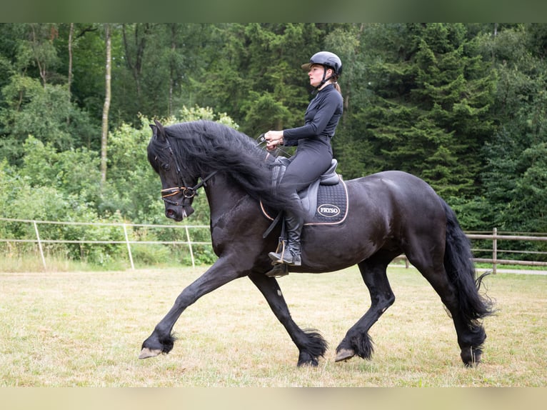 Konie fryzyjskie Klacz 10 lat 162 cm Kara in MeinerzhagenMeinerzhagen