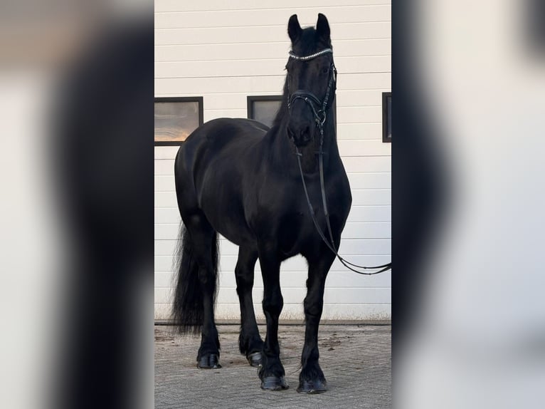 Konie fryzyjskie Klacz 10 lat 166 cm Kara in Someren