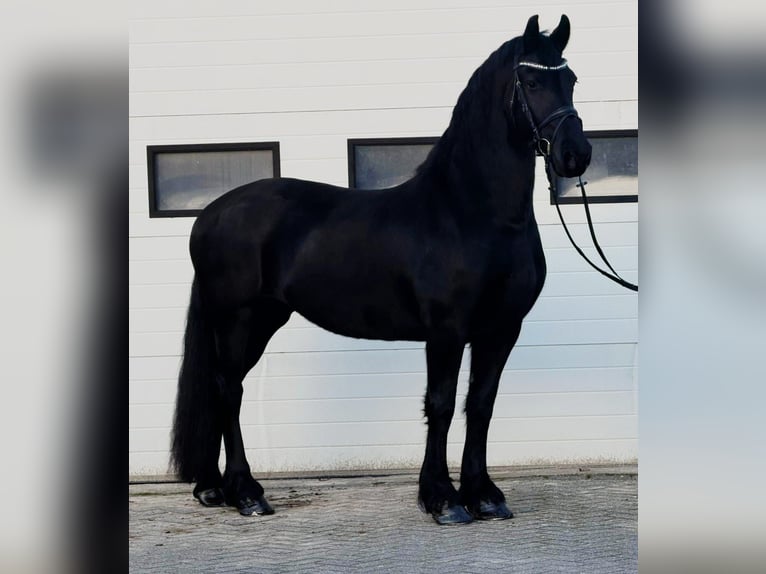 Konie fryzyjskie Klacz 10 lat 166 cm Kara in Someren