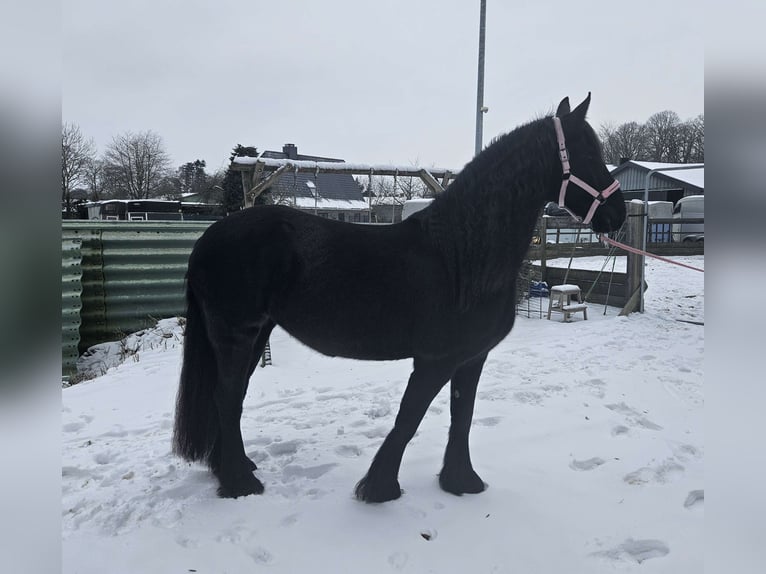 Konie fryzyjskie Klacz 10 lat 167 cm Kara in Trappenkamp