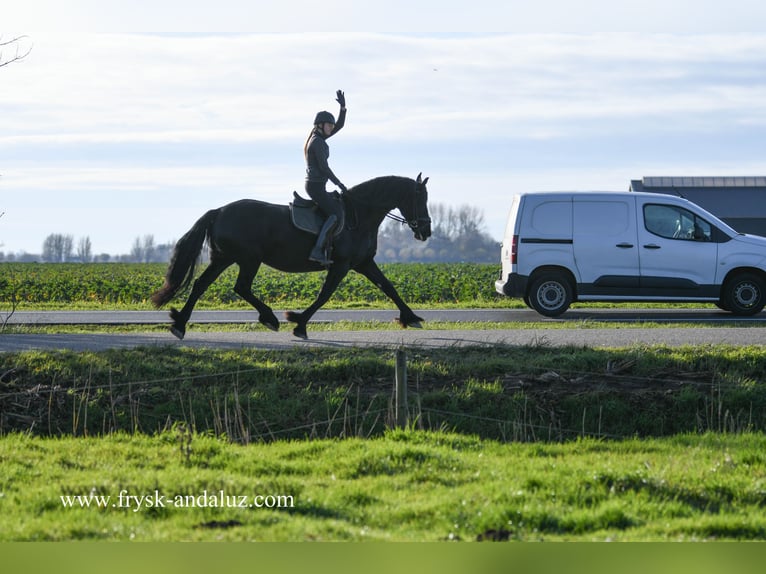 Konie fryzyjskie Klacz 10 lat 167 cm Kara in Mijnsheerenland