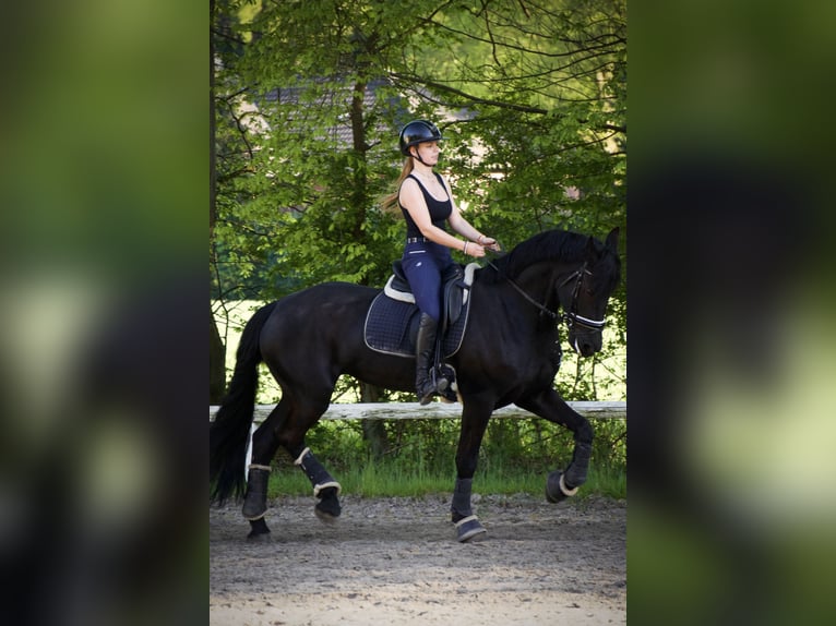 Konie fryzyjskie Klacz 10 lat 169 cm Kara in Hamburg