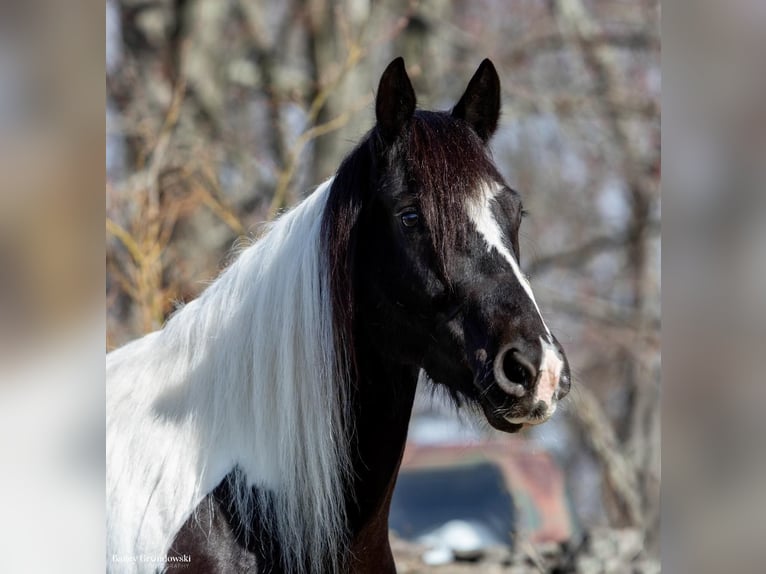 Konie fryzyjskie Klacz 10 lat Tobiano wszelkich maści in Everett PA
