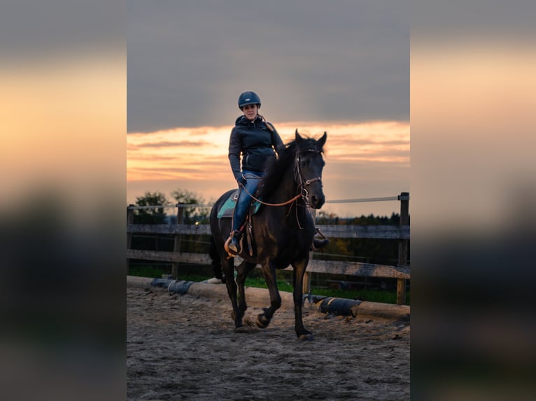 Konie fryzyjskie Mix Klacz 11 lat 158 cm Kara in Riedering