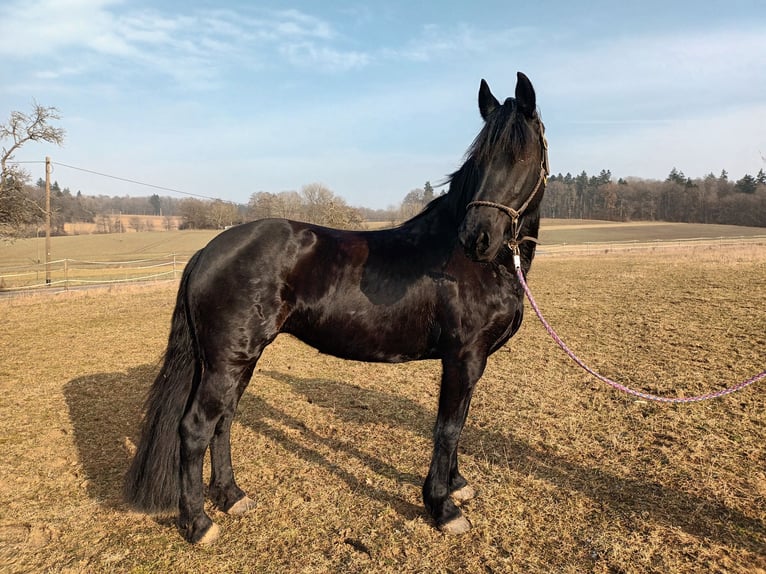 Konie fryzyjskie Mix Klacz 11 lat 163 cm Kara in Bad Mergentheim