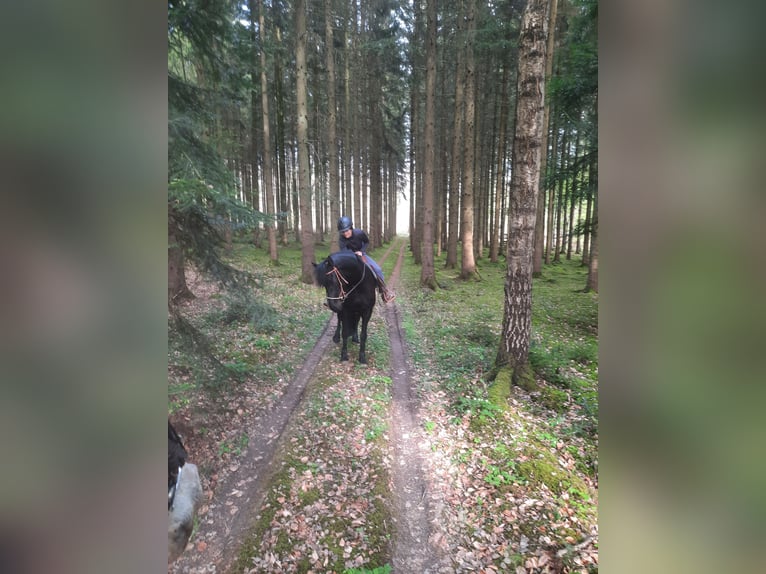 Konie fryzyjskie Mix Klacz 11 lat 163 cm Kara in Bad Mergentheim