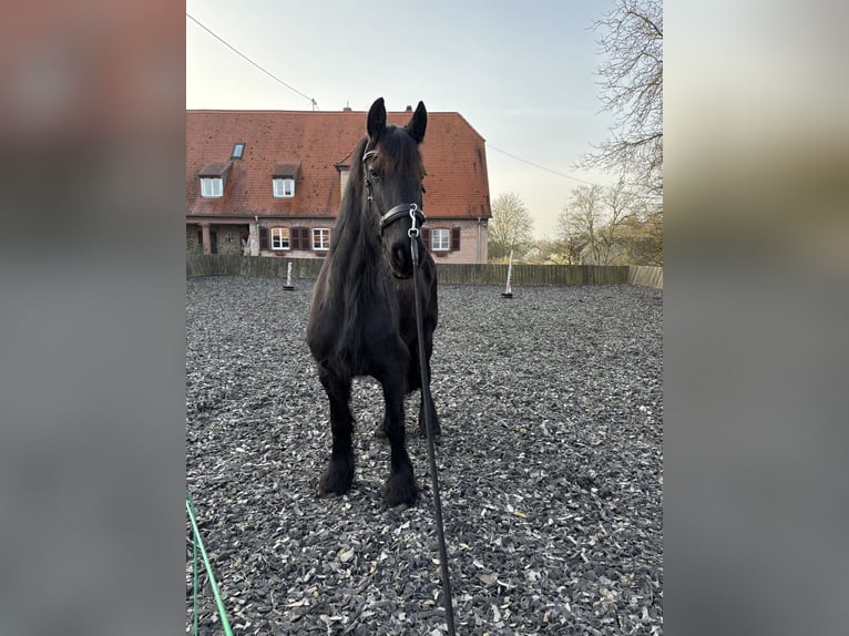 Konie fryzyjskie Klacz 11 lat 163 cm Kara in Mandelbachtal