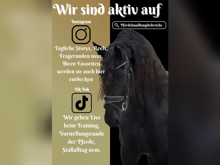 Konie fryzyjskie Klacz 11 lat 165 cm Kara in Nettersheim