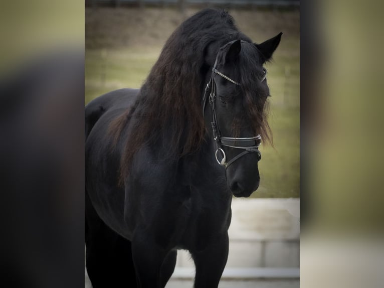 Konie fryzyjskie Klacz 11 lat 165 cm Kara in Nettersheim