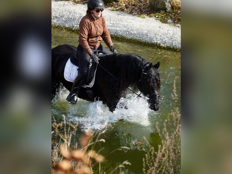 Konie fryzyjskie Klacz 11 lat 165 cm Kara in Nettersheim